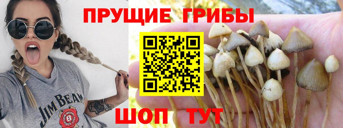 Галлюциногенные грибы Cubensis  Вход с VPN  Кубинка 